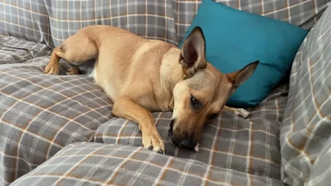 Young dog chewing a bone on the couch Stock Footage 160124737