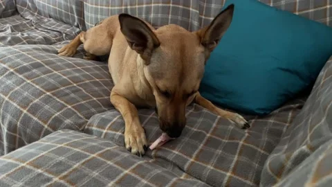Young dog chewing a bone on the couch Stock Footage 160124795