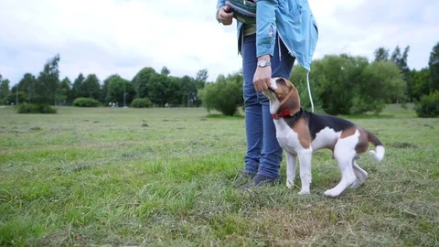 Young dog come and sit down at owner heel, receive food for well done command Video stock 79063002