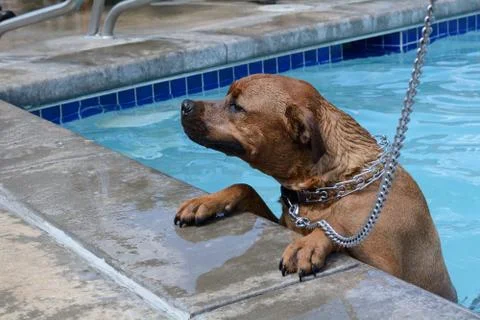 Young dog at corner of pool Foto stock
