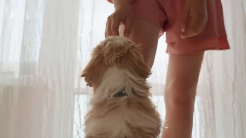 Young Dog Eagerly Jumps At Owner, Energetic Puppy Leaps Towards Owner In Stock Footage 324524001