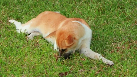 Young dog Stock Footage 80156015
