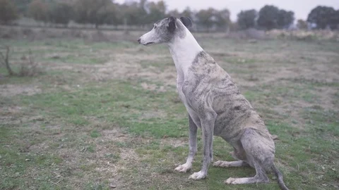 Young dog Greyhound sitting down and looking at the horizon in the countryside. Stock Footage 125553293