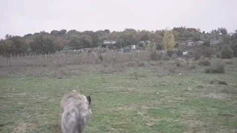 Young dog Greyhound sitting down in the countryside. Slow Motion Stock Footage 125553842