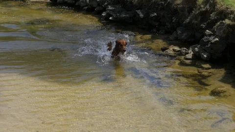 Young dog Irish Setter playing in jungle water Stock Footage 100200290
