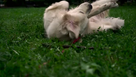 Young dog of Labrador Retriever breed happily lies on grass in evening in park Stock Footage 252149242