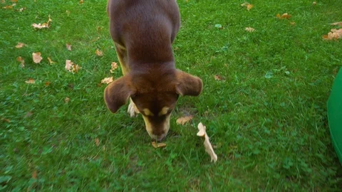 Young dog looking for something in grass Stock Footage 101075280