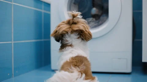 Young dog looking in to washing machine drum. Stock-Footage 94020838