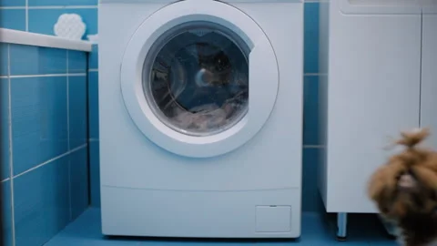 Young dog looking in to washing machine drum. Slow motion. Stock Footage 94020935