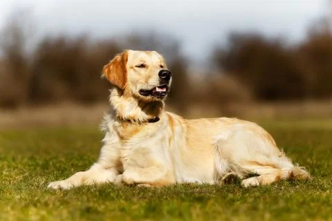 Young dog lying down Stock Photos