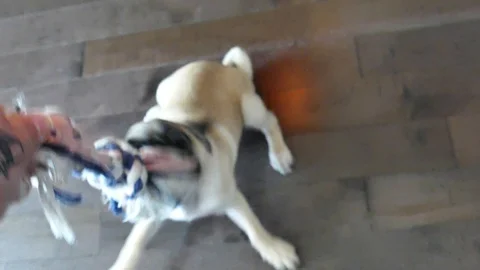 Young dog making his teeth Stock Footage 116707414