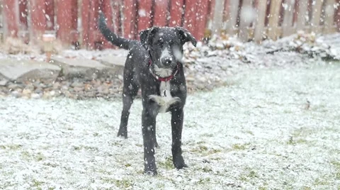 Young Dog Outside Sitting Down As Big Snow Flakes Fall Stock Footage 61785306