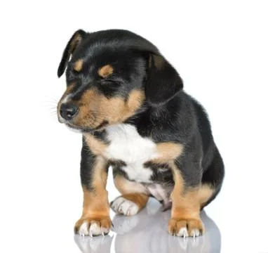 Young dog Stock Photos
