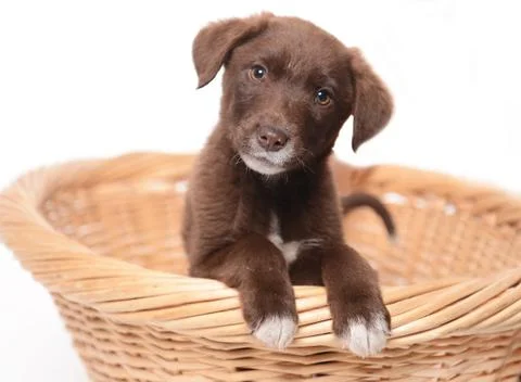 Young dog Stock-Fotos