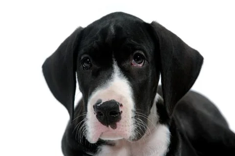 Young dog Stock Photos