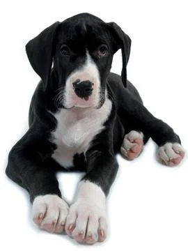 Young dog Stock Photos