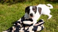 Young Dog Playing and Wallowing in the Green Meadow. Cheerful and Funny Puppy HD Footage