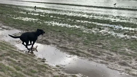 Young dog plays wild in a puddle Stock Footage 172543953