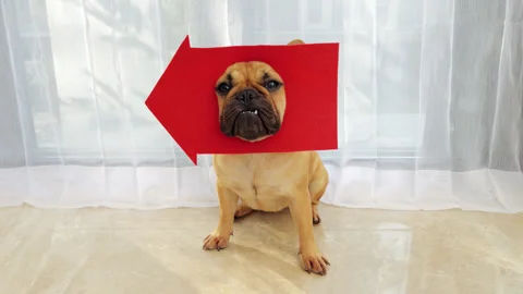 Young dog with red arrow pointing left on its head, amusing direction Stock Footage 310529012