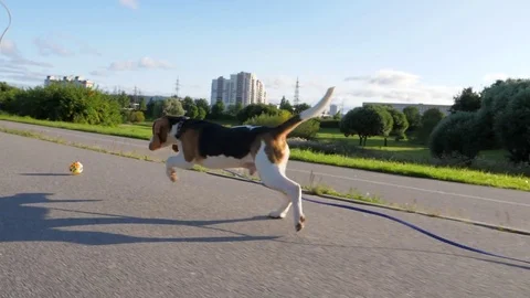 Young dog run after rolling ball, try to catch toy and miss, slow motion follow Stock-Footage 79735025