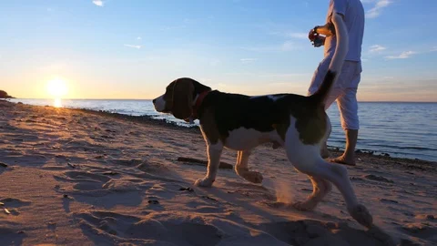 Young dog run at empty beach, walk with man at evening time, slow motion shot Stock Footage 123126140