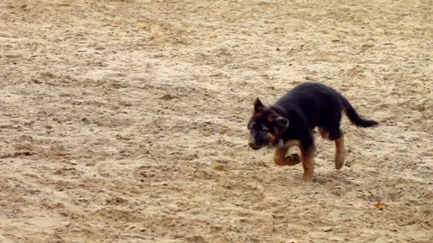 Young dog running on sandy beach. German shepherd. Slow motion. Stock Footage 250415387