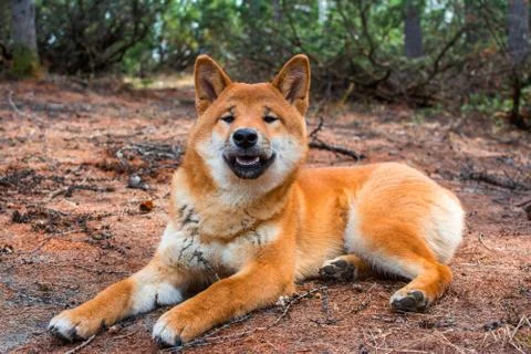 The young dog shiba-inu is lying down resting on the ground Stock Photos