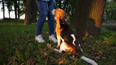 Young dog sit and wait, well behaviour on given command. Woman give snack Video stock 80503575