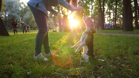 Young dog sit vertically, follow owner hand. Beagle training at evening park Stockbeeldmateriaal 80521806