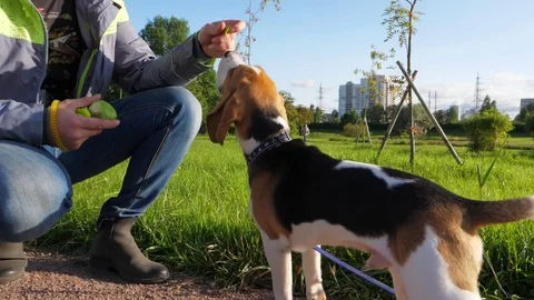 Young dog stand up by man gesture command, receive apple piece for obedience Video stock 79735028