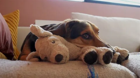 Young dog with teddy bear on on couch in modern interior Видео 220038204