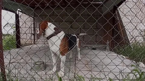 A young dog wags his tail in a cage at an animal shelter Stock Footage 235939392