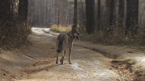 A young dog walking in a forest Stock Footage 99041979