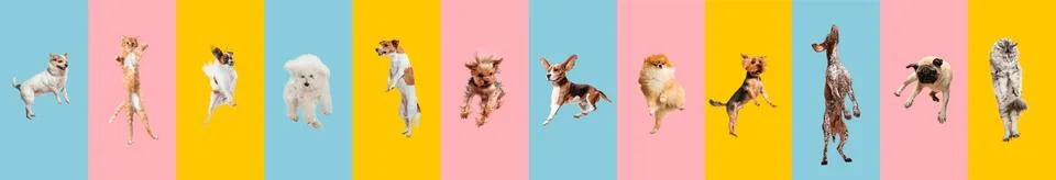Young dogs and cat jumping, playing isolated on colorful or gradient studio Stock Photos