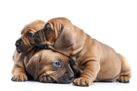 Young Dogs Stock Photos
