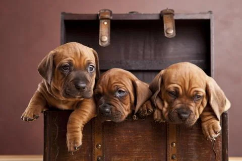 Young Dogs Stock Photos