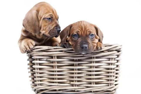 Young Dogs Stock Photos