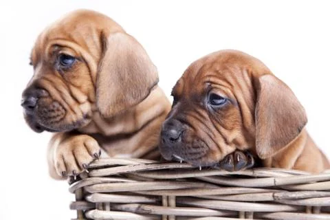 Young Dogs Stock Photos