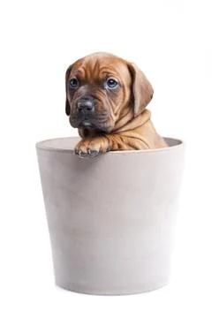 Young Dogs Stock Photos