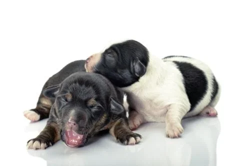 Young dogs Stock Photos