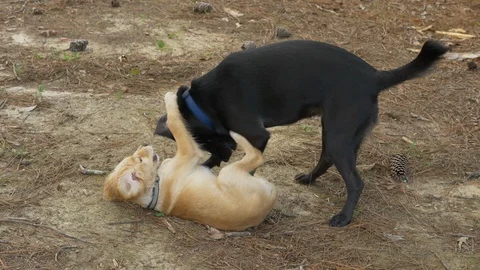 Young dogs playing Stock Footage
