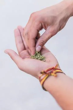 Young doing a marijuana joint. Close up smoke cannabis as a concept of Stock Photos