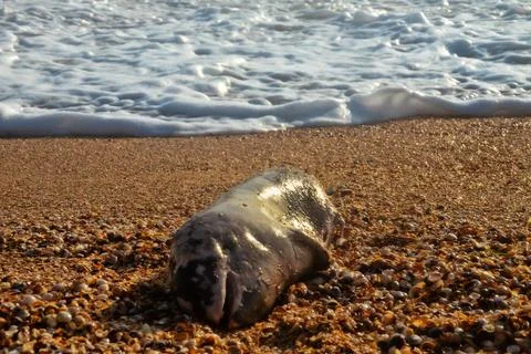 A young dolphin died during a storm Stock Photos