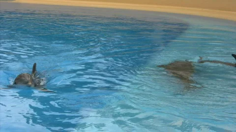 Young dolphins swimming, playing and practicing tricks Stock Footage