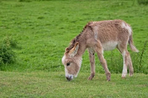 Young donkey in a clearing Foto stock
