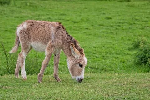 Young donkey in a clearing Stock Photos