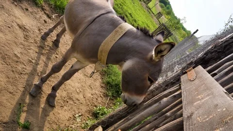 A young donkey eats carrots. They live on a rural farm. Stock Footage 283833804