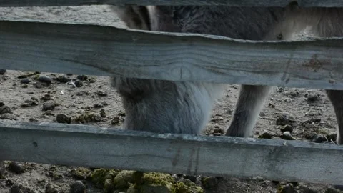 A young donkey foal curiously sniffs manure on the ground inside a farm Stock Footage 341615186