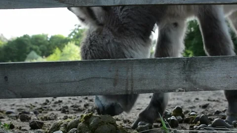 A young donkey foal curiously sniffs manure on the ground inside a farm Stock Footage 341615191