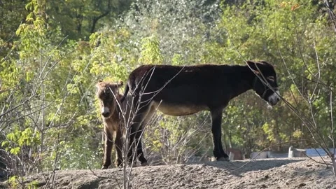 A young donkey foal nurses and drinks milk from its mother Видео 343685304